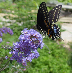 Butterfly Bush Buddleia Nanho Blue