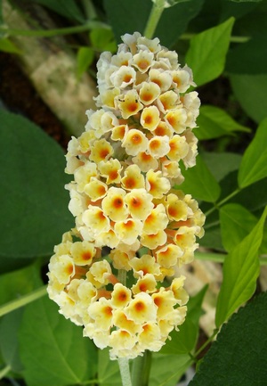 butterfly bush perennial flower