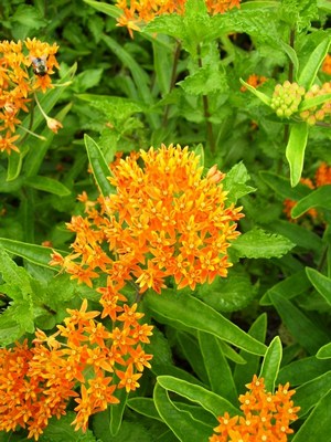 butterfly weed butterfly plants Asclepias tuberosa