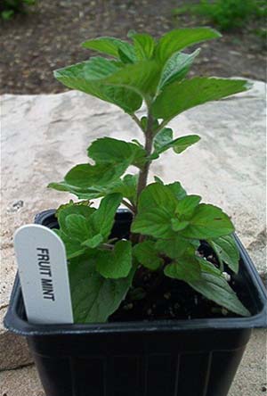 Fruit Mint Plant