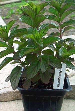 Marshmallow Mint Plant
