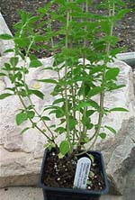 Show product details for Oregano Herb Plants