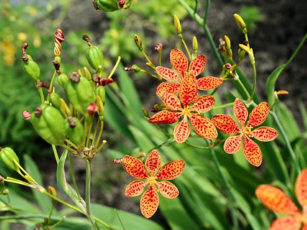 candy lily flower Candy Lily – Fragrant Fields