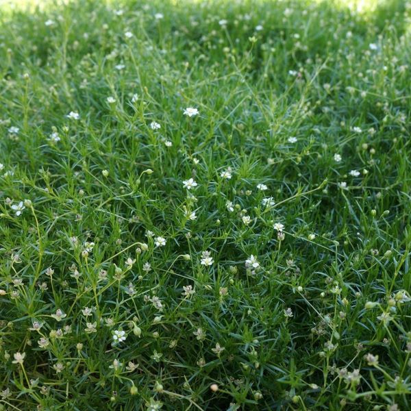 Irish Moss