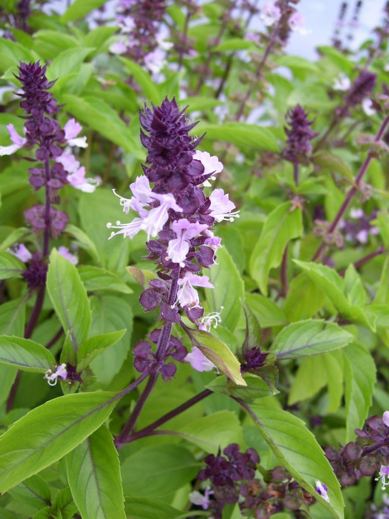 lavender and basil plants together Basil, Cinnamon – Fragrant Fields
