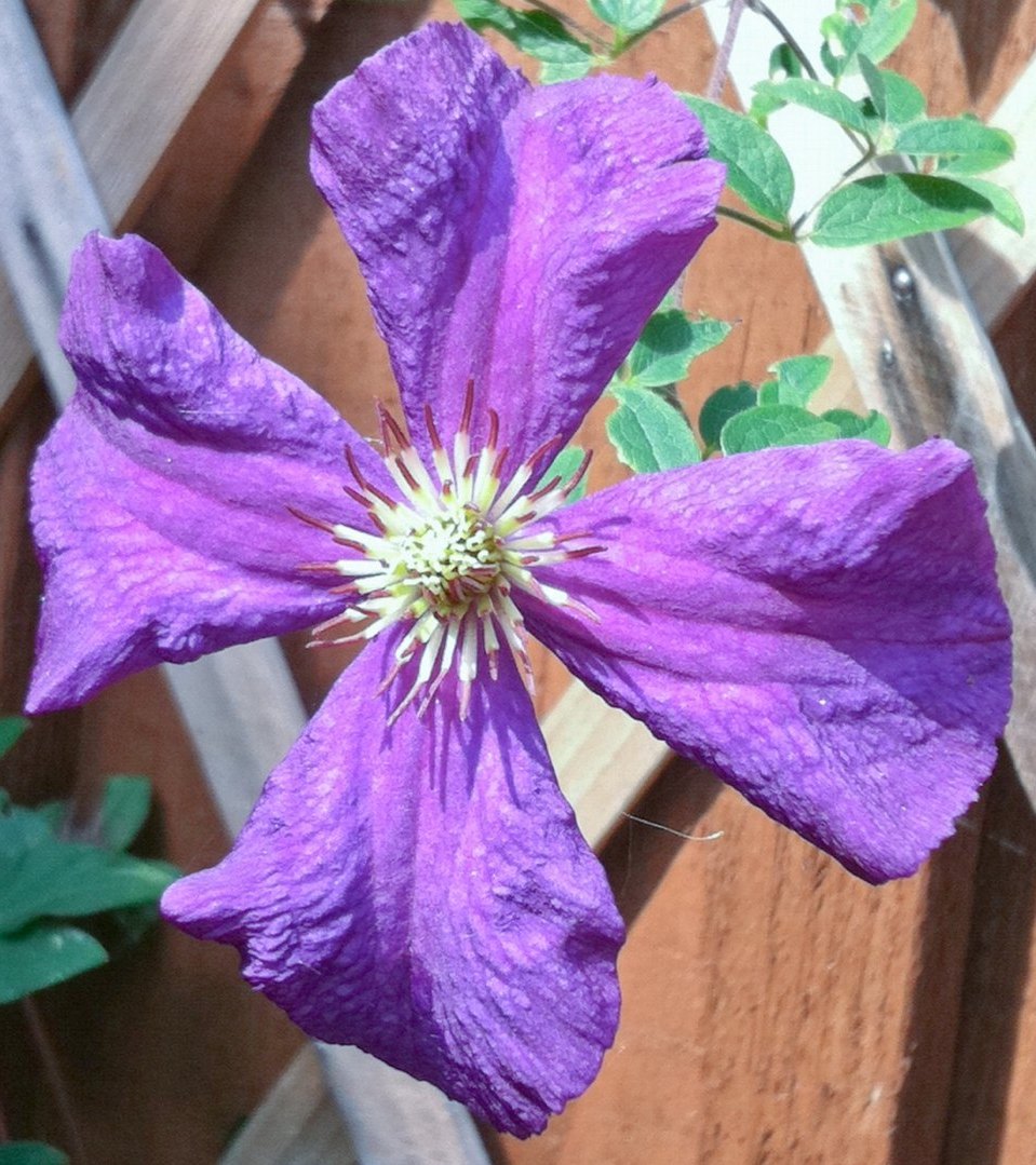 Clematis 'Polish Spirit'