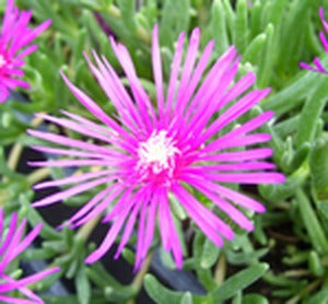 Hardy Ice Plant, Pink, "Cooperi"