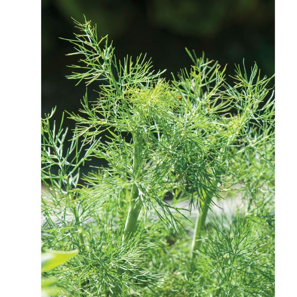 Dill, Fernleaf