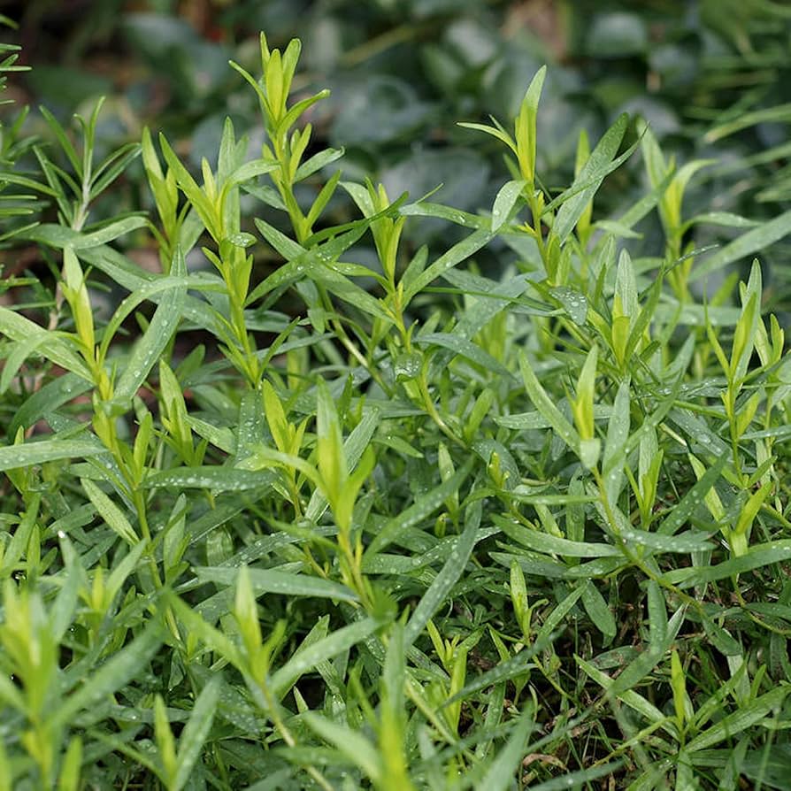 Tarragon, French