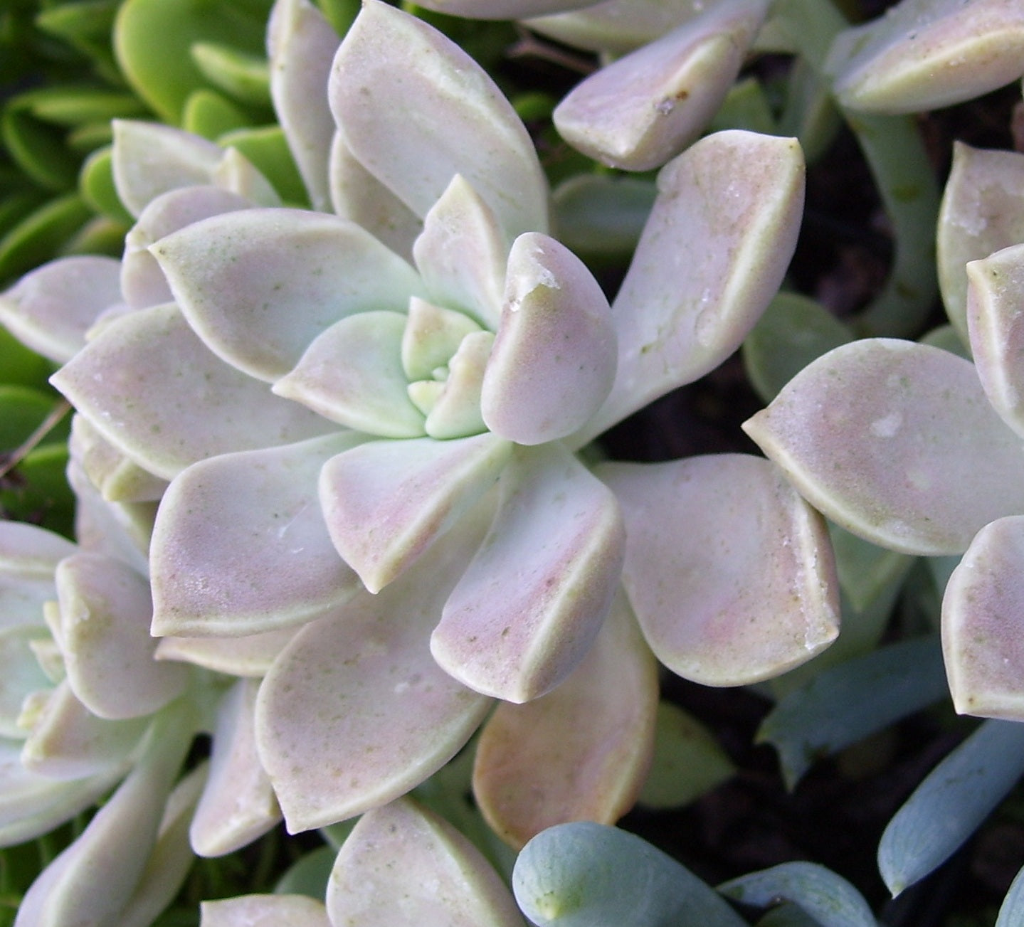 fragrant succulent plants Ghost Plant Succulent (Mother of Pearl)