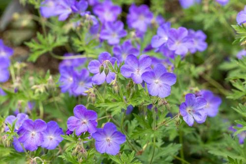 geranium johnson's blue seeds Geranium "Johnson's Blue"