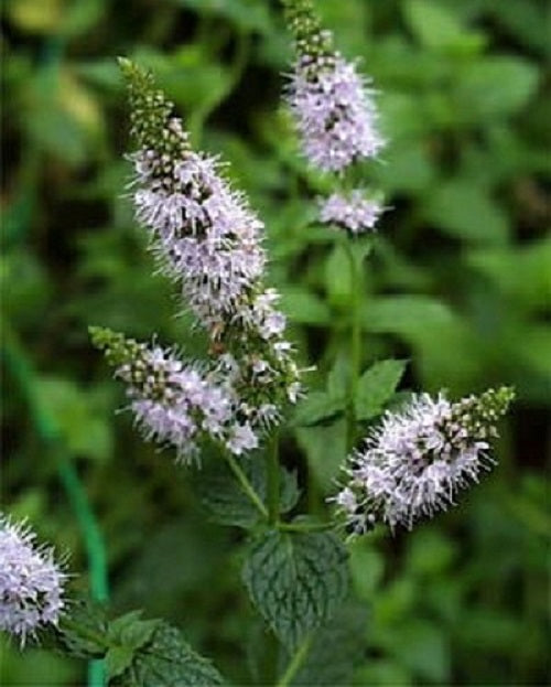 lavender and peppermint plants Mint, Peppermint