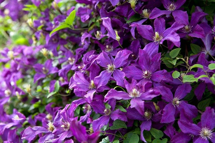 Clematis 'Polish Spirit'