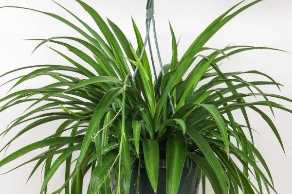 Spider Plant, Green