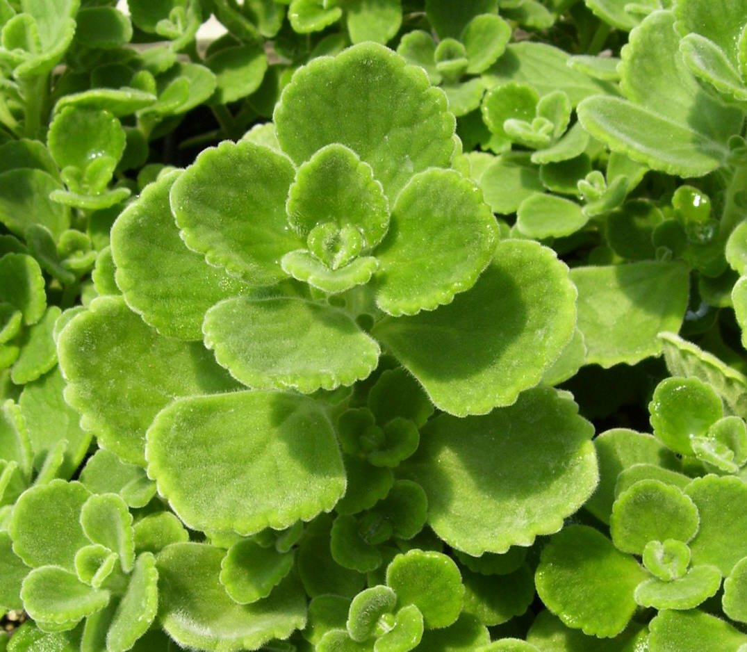 succulent plants name in spanish Thyme, Spanish (Cuban Oregano) – Fragrant Fields