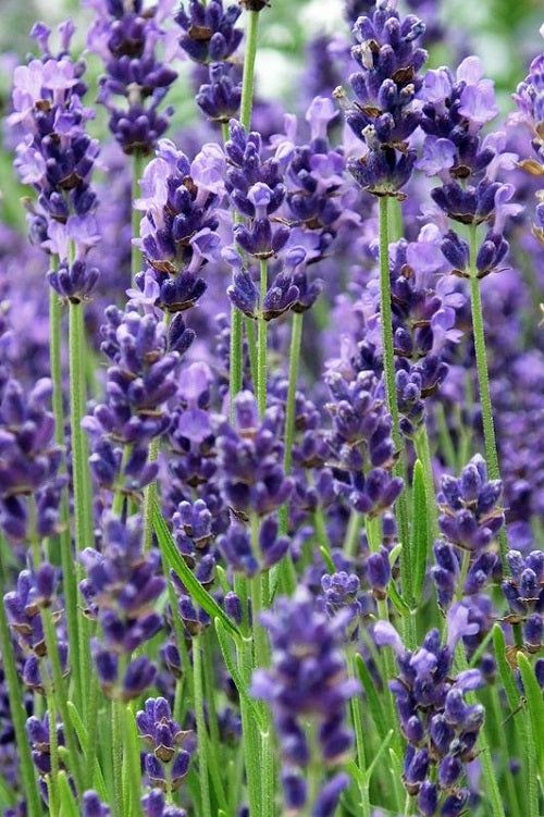 twickel purple lavender plants Lavender, Twickle Purple
