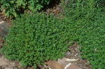 Show product details for Thyme Herb Plants