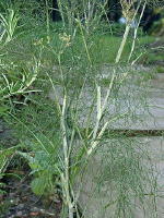 Show product details for Fennel Herb Plants