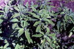 Show product details for Sage Herb Plants