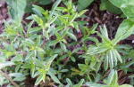 Show product details for Savory Herb Plants