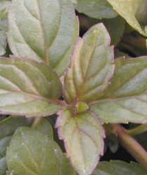 Chocolate Mint Plant