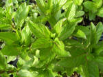 Fruit Sensations Mint Plant