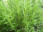 Show product details for Rosemary Herb Plants