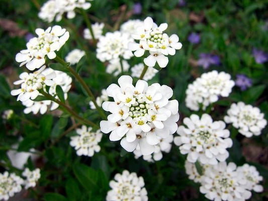 Candytuft