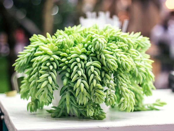 Donkey's Tail