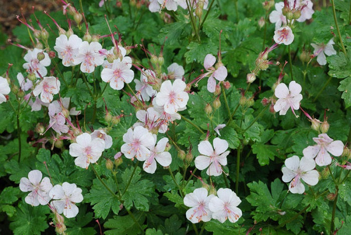 Geranium – Biokovo