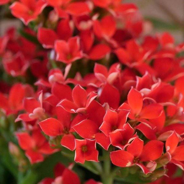 Kalanchoe