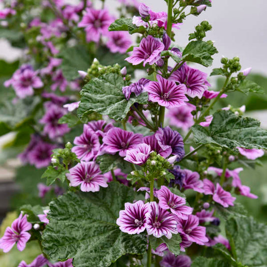 Malva 'Zebrina', Zebra Hollyhock Mallow