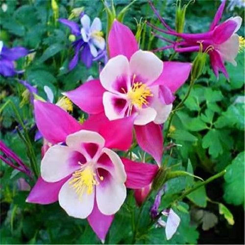 Columbine - McKana's Giant Mix