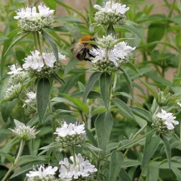 Mountain Mint