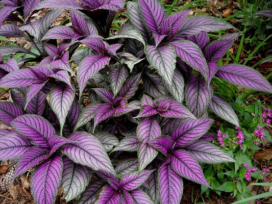 Persian Shield