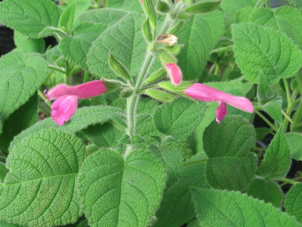 Sage, Fruit