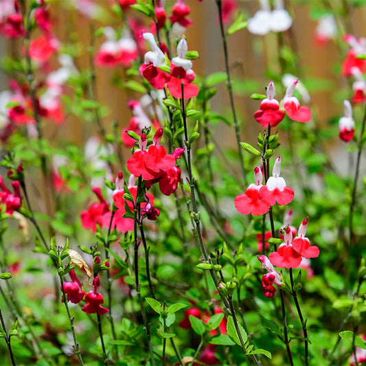 Salvia, 'Hot Lips'
