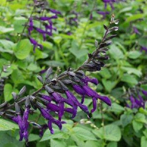 Salvia, Purple Majesty