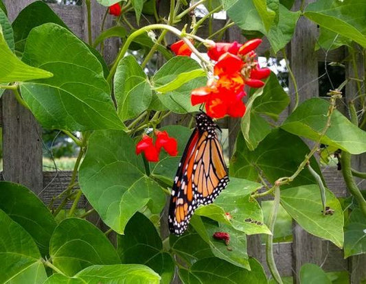 Scarlet Runner Bean