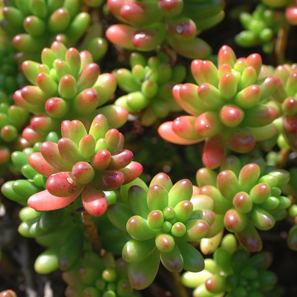 Jelly Bean Plant (Sedum Rubrotinctum)