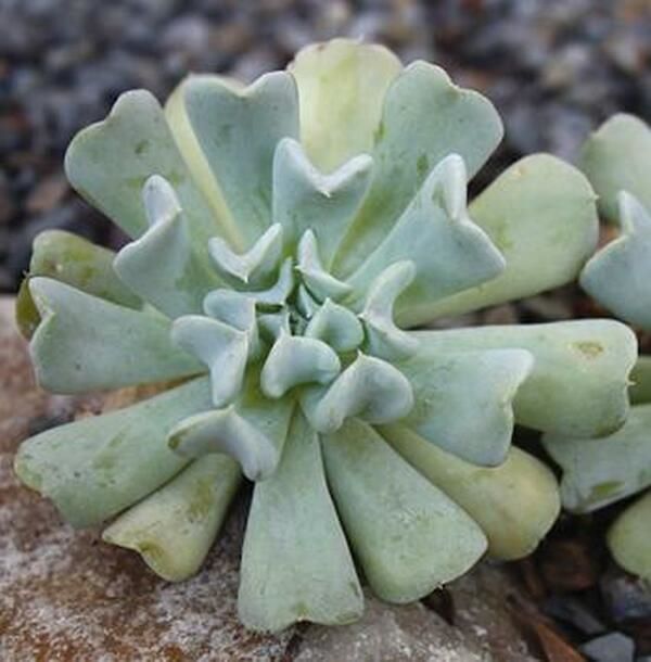 Topsy Turvy – Echeveria