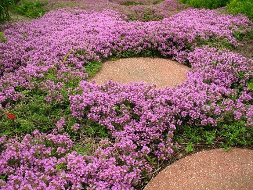 Thyme, Magic Carpet