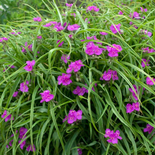 Tradescantia Spiderwort 'Red Cloud'