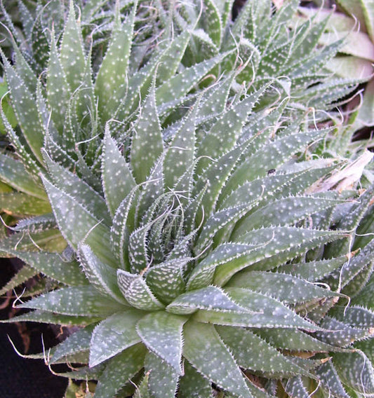 Spider Aloe