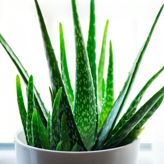 Aloe Vera