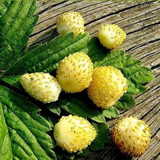 Alpine Strawberry 'Yellow Wonder'