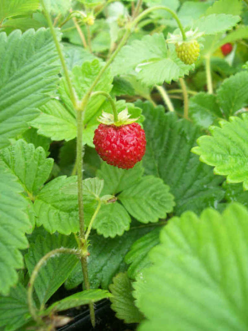 Alpine Strawberry 'Alexandria'