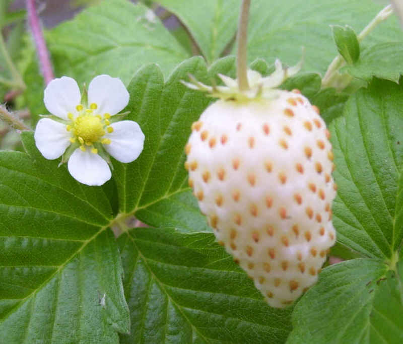 Alpine Strawberry 'White Soul'