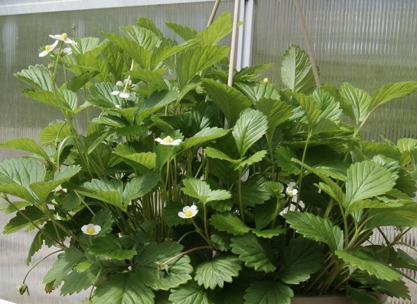 Alpine Strawberry 'Yellow Wonder'