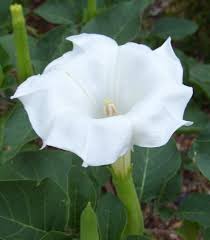 Datura Belle Blanche